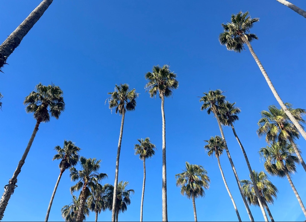 Palm trees against a clear blue sky on the Santa Barbara coast